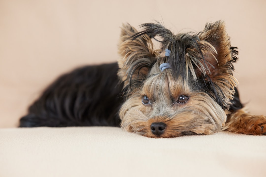 hero-contact A charming Yorkshire Terrier puppy with a blue topknot rests its head on a soft surface. This adorable, long-haired dog looks toward the camera with soulful, expressive eyes.