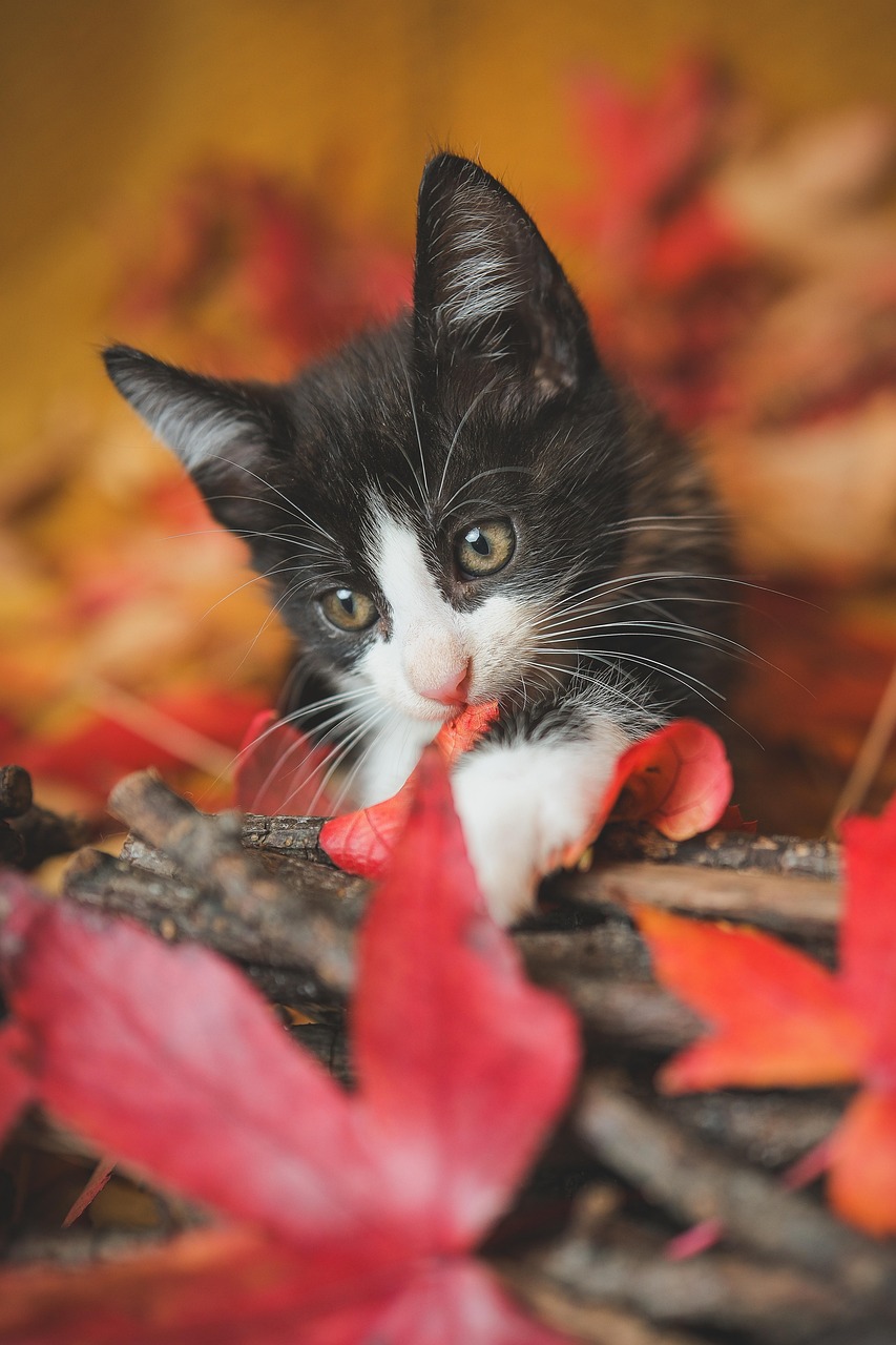 about-01 cat, kitten, feline, nature, animal, kitty, pet, autumn, fall