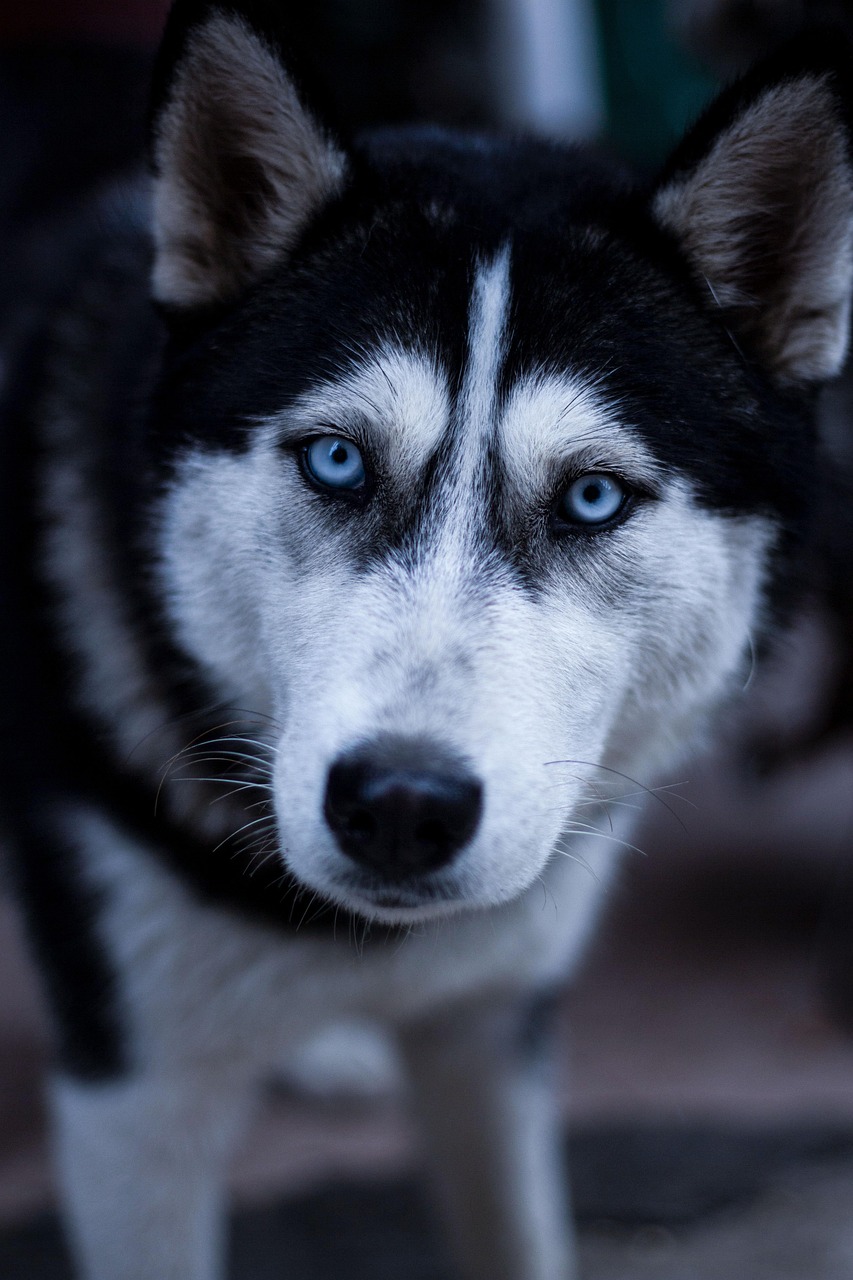 hero-homepage dog, husky, pets, animal, eye contact, sled dog, pet, nature, blue glasses, wolf