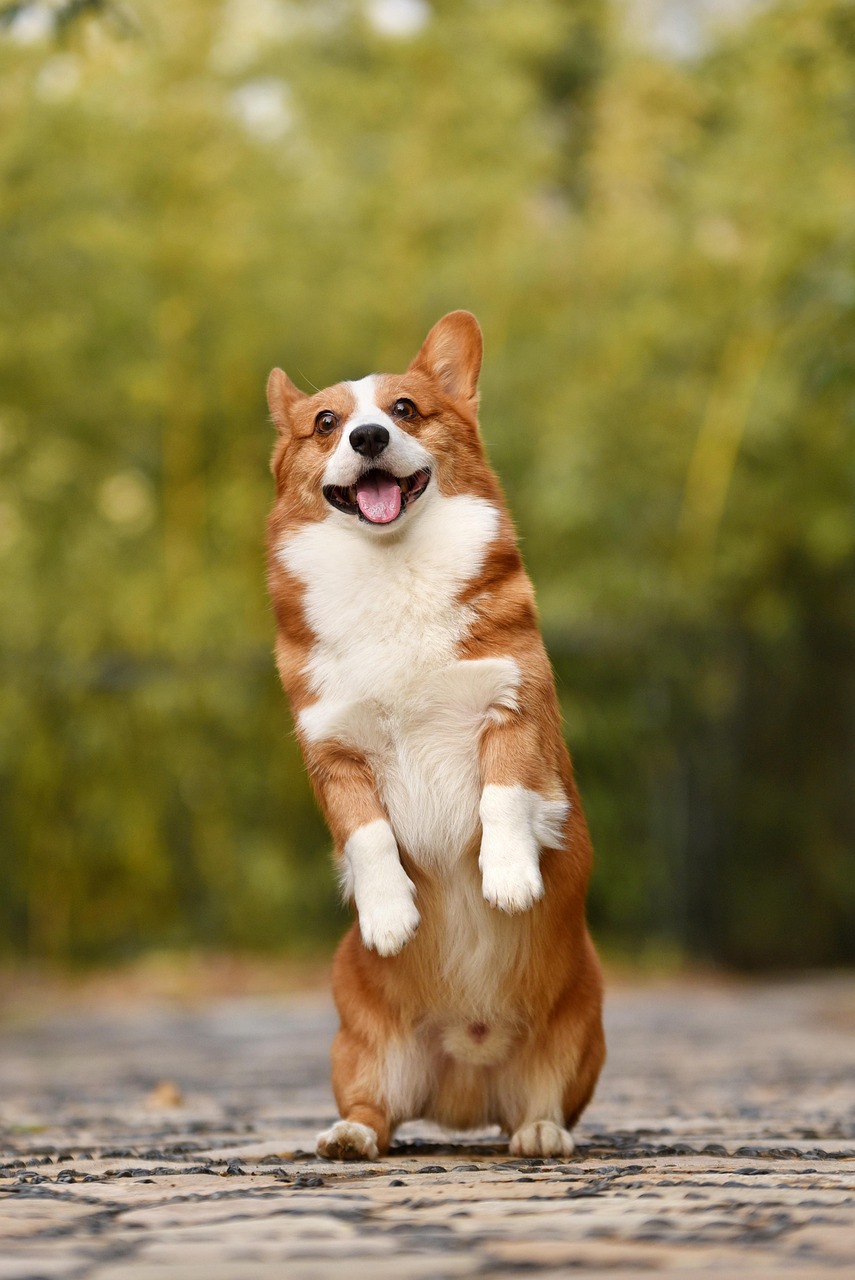 hero-about dog, pet, corgi, canine, breed, nature, animal, mammal, puppy, funny, fun