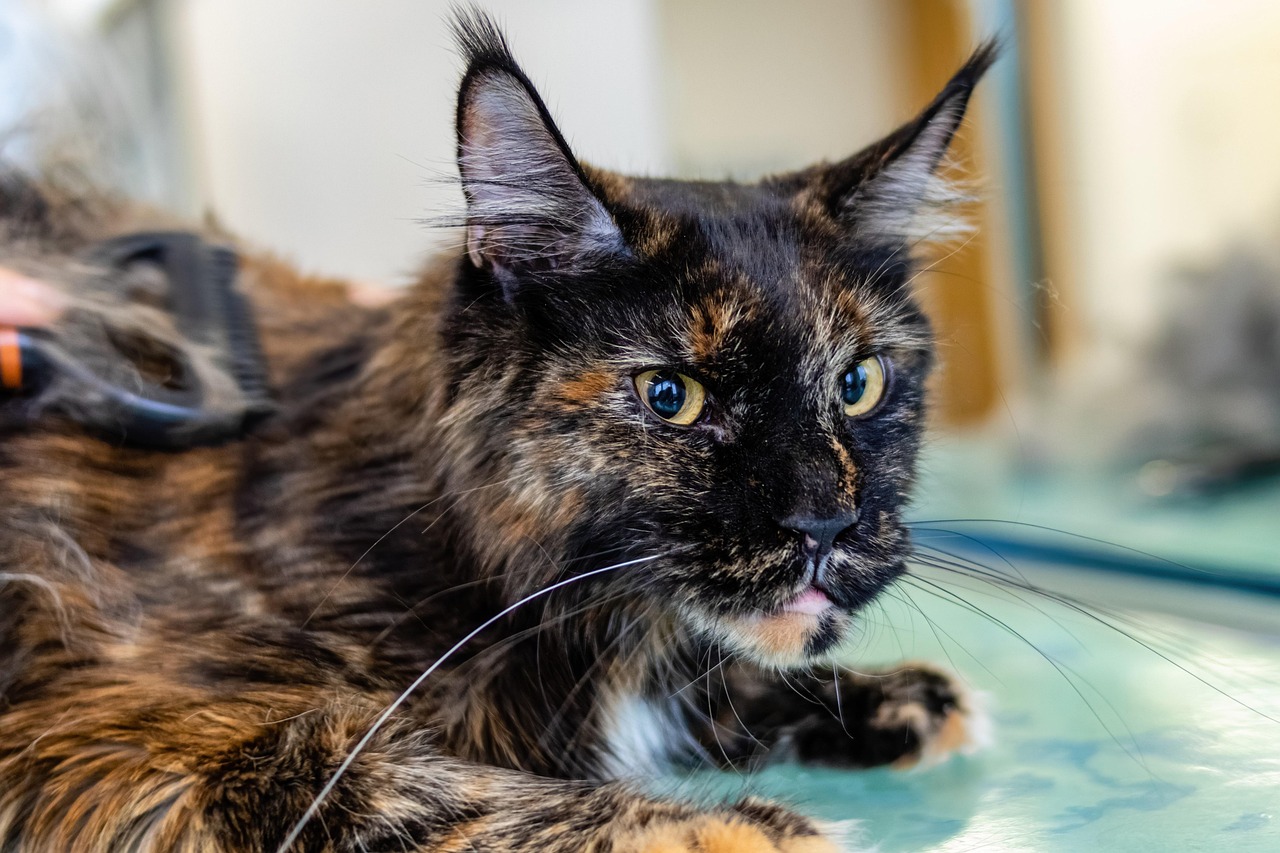 services-01 grooming, pet, cat, animal, pet care, feline, pet salon, kitten